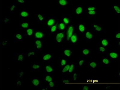 Immunocytochemistry/Immunofluorescence: SFRS5 Antibody [H00006430-B01P] - Analysis of purified antibody to SFRS5 on HeLa cell. (antibody concentration 10 ug/ml)