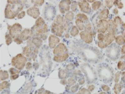 Immunohistochemistry-Paraffin: COX IV Isoform 2 Antibody (1F2) [H00084701-M01] - Analysis of monoclonal antibody to COX4I2 on formalin-fixed paraffin-embedded human salivary gland. Antibody concentration 3 ug/ml.