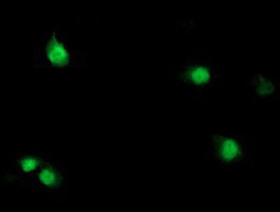 Immunocytochemistry/Immunofluorescence: Serine Dehydratase Antibody (3D3) [NBP2-01506] Staining of COS7 cells transiently transfected by pCMV6-ENTRY Serine Dehydratase.