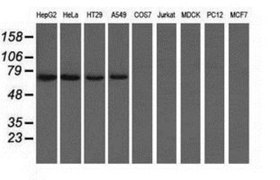 Western Blot: C9orf41 Antibody (4B7) [NBP2-02664] Analysis of extracts (35ug) from 9 different cell lines by using anti-C9orf41 monoclonal antibody.