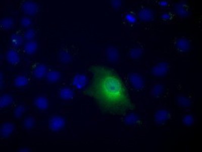 Immunocytochemistry/Immunofluorescence: C9orf41 Antibody (4B7) [NBP2-02664] - Staining of COS7 cells transiently transfected by pCMV6-ENTRY C9orf41.