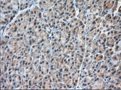 Immunohistochemistry-Paraffin: C9orf41 Antibody (4B7) [NBP2-02664] - Staining of paraffin-embedded Human pancreas tissue using anti-C9orf41 mouse monoclonal antibody.