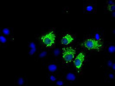 Immunocytochemistry/Immunofluorescence: Nitrilase 1 Antibody (3A11) [NBP2-02462] Staining of COS7 cells transiently transfected by pCMV6-ENTRY Nitrilase 1.