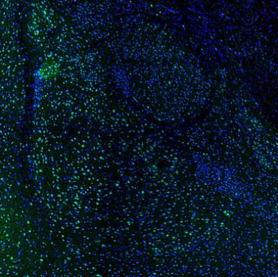 Immunocytochemistry/Immunofluorescence: HSPA2 Antibody [NBP1-86185] - Staining of mouse amygdala shows positivity in neurons.