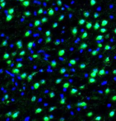 Immunocytochemistry/Immunofluorescence: HSPA2 Antibody [NBP1-86185] - Staining of mouse thalamus shows strong immunoreactivity in neurons.