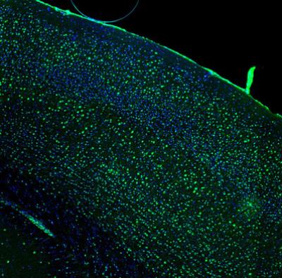 Immunocytochemistry/Immunofluorescence: HSPA2 Antibody [NBP1-86185] - Staining of mouse somatosensory cortex shows strong immunoreactivity in neuronal cell bodies.