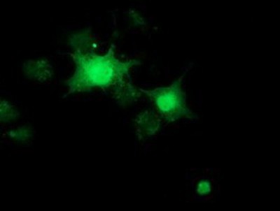 Immunocytochemistry/Immunofluorescence: RBBP9 Antibody (4G3) [NBP2-03025] Staining of COS7 cells transiently transfected by pCMV6-ENTRY RBBP9.