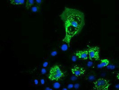 Immunocytochemistry/Immunofluorescence: PYCR2 Antibody (3D1) [NBP2-03187] Staining of COS7 cells transiently transfected by pCMV6-ENTRY PYCR2.