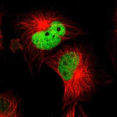 Immunocytochemistry/Immunofluorescence: WDHD1 Antibody [NBP1-89091] - Immunofluorescent staining of human cell line U-251 MG shows localization to nucleoplasm.