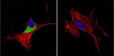 Immunocytochemistry/Immunofluorescence: Cytohesin-1 Antibody (6G11) [NBP2-22513] - Analysis of Cytohesin 1,2 in NIH-3T3 Cells. Cells were grown on chamber slides and fixed with formaldehyde prior to staining. Cells were probed without (control) or with a Cytohesin 1,2 monoclonal antibody at a dilution of 1:100 overnight at 4C, washed with PBS and incubated with a DyLight-488 conjugated secondary antibody. Cytohesin 1,2 staining (green), F-Actin staining with Phalloidin (red) and nuclei with DAPI (blue) is shown.