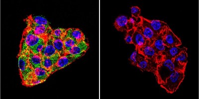Immunocytochemistry/Immunofluorescence: Cytohesin-1 Antibody (6G11) [NBP2-22513] - Analysis of Cytohesin 1,2 in HepG2 Cells. Cells were grown on chamber slides and fixed with formaldehyde prior to staining. Cells were probed without (control) or with a Cytohesin 1,2 monoclonal antibody at a dilution of 1:100 overnight at 4C, washed with PBS and incubated with a DyLight-488 conjugated secondary antibody. Cytohesin 1,2 staining (green), F-Actin staining with Phalloidin (red) and nuclei with DAPI (blue) is shown.