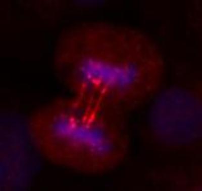 Immunocytochemistry/Immunofluorescence: ERCC6L Antibody [H00054821-D01P] - IF analysis of ERCC6L in mouse and human cell lines. Image courtesy of product review submitted by Corentin Laulier.