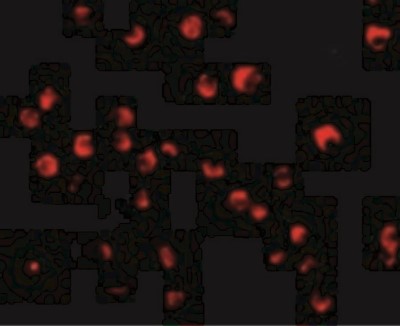 Immunocytochemistry/Immunofluorescence: Caspase-8 Antibody [NBP1-76610] - Immunofluorescence of Caspase-8 in Jurkat cells with Caspase-8 antibody at 20 ug/mL.