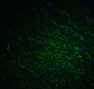 Immunocytochemistry/Immunofluorescence: DCLK1 Antibody [NBP1-77127] - Staining of DCLK1 in mouse brain tissue with DCLK1 Antibodyat 20 ug/mL.