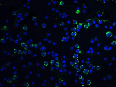 Immunocytochemistry/Immunofluorescence: Caspase-9 Antibody [NBP1-76961] - Staining of Caspase-9 in HeLa cells with Caspase-9 antibody at 5 ug/ml.