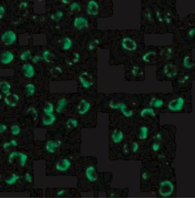 Immunocytochemistry/Immunofluorescence: Caspase-9 Antibody [NBP1-76961] - Immunofluorescence of Caspase-9 in K562 cells with Caspase-9 antibody at 20 ug/mL.