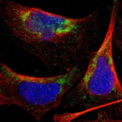 Immunocytochemistry/Immunofluorescence: PNKD Antibody [NBP1-88347] - Immunofluorescent staining of human cell line U-2 OS shows localization to mitochondria.