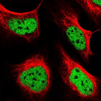 Immunocytochemistry/Immunofluorescence: FIP1L1 Antibody [NBP1-85064] - Immunofluorescent staining of human cell line U-2 OS shows localization to nucleoplasm.