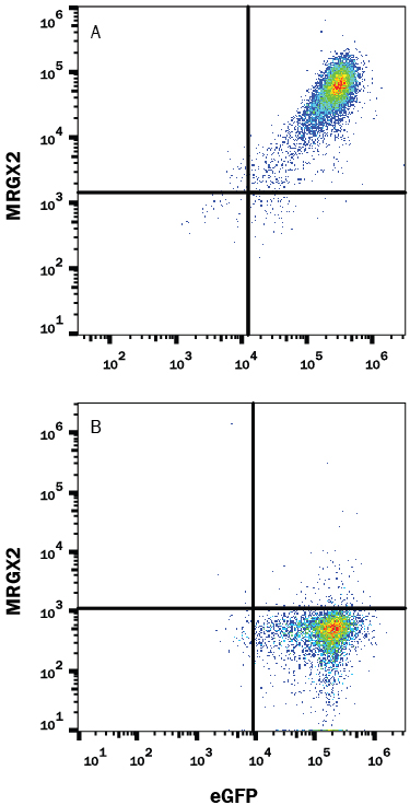 HEK293 human  embryonic kidney cell line transfected with human MRGX2 and eGFP was stained  with Mouse Anti-Human MRGX2 Monoclonal Antibody (Catalog # MAB4727) followed  by Allophycocyanin-conjugated Anti-Mouse IgG Secondary Antibody  (Catalog # F0101B). Quadrant markers were set based on control antibody staining  (Catalog # MAB003).  View our protocol for Staining  Membrane-associated Proteins.  