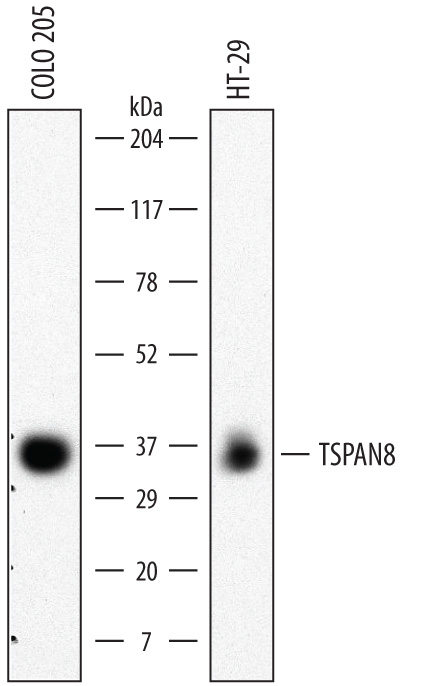 Western blot shows lysates of COLO 205 human colorectal adenocarcinoma cell line and HT‑29 human colon adenocarcinoma cell line. PVDF membrane was probed with 2 µg/mL of Rat Anti-Human TSPAN8 Monoclonal Antibody (Catalog # MAB4734) followed by HRP-conjugated Anti-Rat IgG Secondary Antibody (Catalog # HAF005). A specific band was detected for TSPAN8 at approximately 35 kDa (as indicated). This experiment was conducted under non-reducing conditions and using Immunoblot Buffer Group 1.