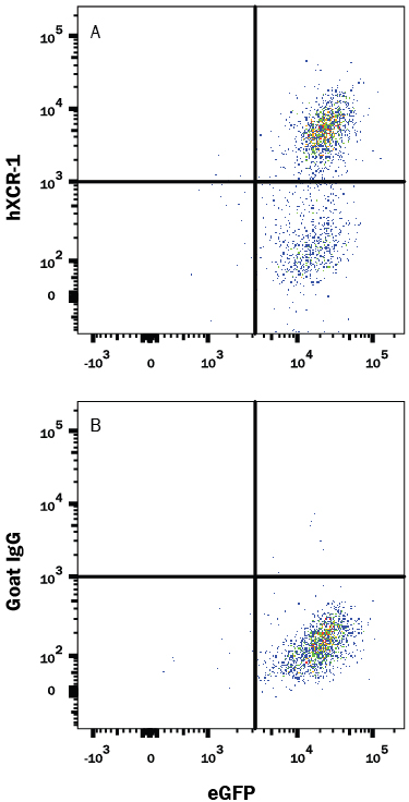 NS0 mouse myeloma  cell line transfected with human XCR-1 and eGFP was stained with  and either (A) Goat Anti-Human XCR1 Antigen  Affinity-purified Polyclonal Antibody (Catalog # AF857) or (B) Normal Goat  IgG Control (Catalog # AB-108-C)  followed by Allophycocyanin-conjugated Anti-Goat IgG Secondary Antibody  (Catalog # F0108).  View our protocol for Staining  Membrane-associated Proteins.  