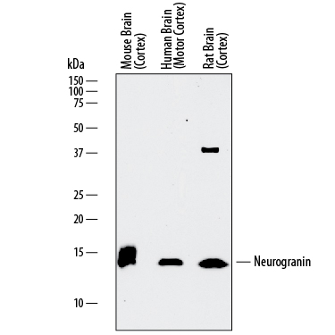 Western blot shows lysates of mouse brain (cortex) tissue, human brain (motor cortex) tissue, and rat brain (cortex) tissue. PVDF membrane was probed with 0.5 µg/mL of Sheep Anti-Human/Mouse/Rat Neurogranin Antigen Affinity-purified Polyclonal Antibody (Catalog # AF7947) followed by HRP-conjugated Anti-Sheep IgG Secondary Antibody (Catalog # HAF016). A specific band was detected for Neurogranin at approximately 14-16 kDa (as indicated). This experiment was conducted under reducing conditions and using Immunoblot Buffer Group 1.