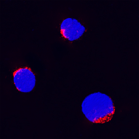 TNF‑ alpha was detected in immersion fixed bovine peripheral blood mononuclear cells (PBMCs) using Goat Anti-Bovine TNF‑ alpha Antigen Affinity-purified Polyclonal Antibody (Catalog # AF2279) at 15 µg/mL for 3 hours at room temperature. Cells were stained using the NorthernLights™ 557-conjugated Anti-Goat IgG Secondary Antibody (red; Catalog # NL001) and counterstained with DAPI (blue). Specific staining was localized to cytoplasm. View our protocol for Fluorescent ICC Staining of Non-adherent Cells.