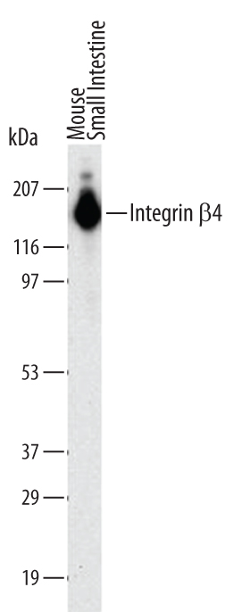 Western blot shows lysates of mouse small intestine tissue. PVDF Membrane was probed with 2 µg/mL of Mouse Integrin  beta 4/CD104 Monoclonal Antibody (Catalog # MAB4054) followed by HRP-conjugated Anti-Rat IgG Secondary Antibody (Catalog # HAF005). A specific band was detected for Integrin  beta 4/CD104 at approximately 180 kDa (as indicated). This experiment was conducted under reducing conditions and using Immunoblot Buffer Group 1.