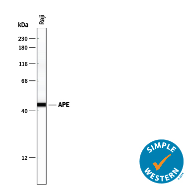 Simple Western lane view shows lysates of Raji human Burkitt's lymphoma cell line, loaded at 0.2 mg/mL. A specific band was detected for APE at approximately 45 kDa (as indicated) using 10 µg/mL of Goat Anti-Human/Mouse/Rat APE Antigen Affinity-purified Polyclonal Antibody (Catalog # AF1044) followed by 1:50 dilution of HRP-conjugated Anti-Goat IgG Secondary Antibody (Catalog # HAF109). This experiment was conducted under reducing conditions and using the 12-230 kDa separation system.