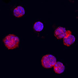 OX40 Ligand/TNFSF4 was detected in immersion fixed mouse splenocytes using Goat Anti-Mouse OX40 Ligand/TNFSF4 Antigen Affinity-purified Polyclonal Antibody (Catalog # AF1236) at 15 µg/mL for 3 hours at room temperature. Cells were stained using the NorthernLights™ 557-conjugated Anti-Goat IgG Secondary Antibody (red; Catalog # NL001) and counterstained with DAPI (blue). Specific staining was localized to the plasma membrane and cytoplasm. View our protocol for Fluorescent ICC Staining of Non-adherent Cells.