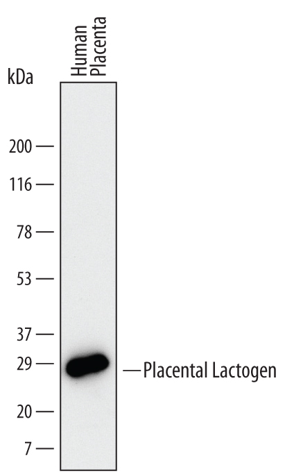 Western blot shows lysates of human placenta tissue. PVDF Membrane was probed with 2 µg/mL of Human Placental Lactogen/CSH1 Monoclonal Antibody (Catalog # MAB5757) followed by HRP-conjugated Anti-Mouse IgG Secondary Antibody (Catalog # HAF007). A specific band was detected for Placental Lactogen/CSH1 at approximately 25 kDa (as indicated). This experiment was conducted under reducing conditions and using Immunoblot Buffer Group 1.