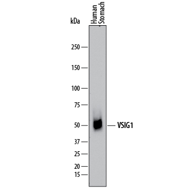 Western blot shows lysates of human stomach tissue. PVDF membrane was probed with 2 µg/mL of Mouse Anti-Human VSIG1 Monoclonal Antibody (Catalog # MAB4818) followed by HRP-conjugated Anti-Mouse IgG Secondary Antibody (Catalog # HAF007). A specific band was detected for VSIG1 at approximately 50 kDa (as indicated). This experiment was conducted under reducing conditions and using Immunoblot Buffer Group 1.