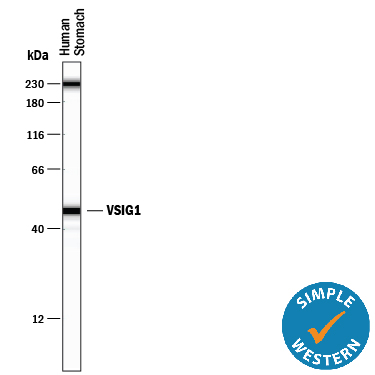 Simple Western lane view shows lysates of human stomach tissue, loaded at 0.5 mg/mL. A specific band was detected for VSIG1 at approximately 48 kDa (as indicated) using 100 µg/mL of Mouse Anti-Human VSIG1 Monoclonal Antibody (Catalog # MAB4818). This experiment was conducted under reducing conditions and using the 12-230 kDa separation system. Non-specific interaction with the 230 kDa Simple Western standard may be seen with this antibody.