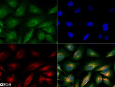 Immunocytochemistry/Immunofluorescence: MUL1 Antibody [NBP2-31363] - MUL1 antibody was tested in HeLa cells with Dylight 488 (green). Nuclei and alpha-tubulin were counterstained with DAPI (blue) and Dylight 550 (red). An antibody concentration of 0.1 ug/ml was used.