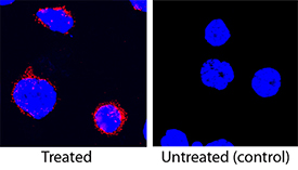 TNF‑ alpha was detected in immersion fixed porcine peripheral blood mononuclear cells treated with calcium ionomycin and PMA using Mouse Anti-Porcine TNF‑ alpha Monoclonal Antibody (Catalog # MAB6903) at 25 µg/mL for 3 hours at room temperature. Cells were stained using the NorthernLights™ 557-conjugated Anti-Mouse IgG Secondary Antibody (red; Catalog # NL007) and counterstained with DAPI (blue). Specific staining was localized to cytoplasm. View our protocol for Fluorescent ICC Staining of Non-adherent Cells.