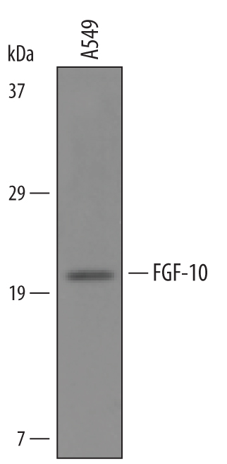 Western blot shows lysates of A549 human lung carcinoma cell line. PVDF Membrane was probed with 1 µg/mL of Sheep Anti-Mouse FGF‑10 Antigen Affinity-purified Polyclonal Antibody (Catalog # AF6224) followed by HRP-conjugated Anti-Sheep IgG Secondary Antibody (Catalog # HAF016). A specific band was detected for FGF‑10 at approximately 20 kDa (as indicated). This experiment was conducted under reducing conditions and using Immunoblot Buffer Group 8.