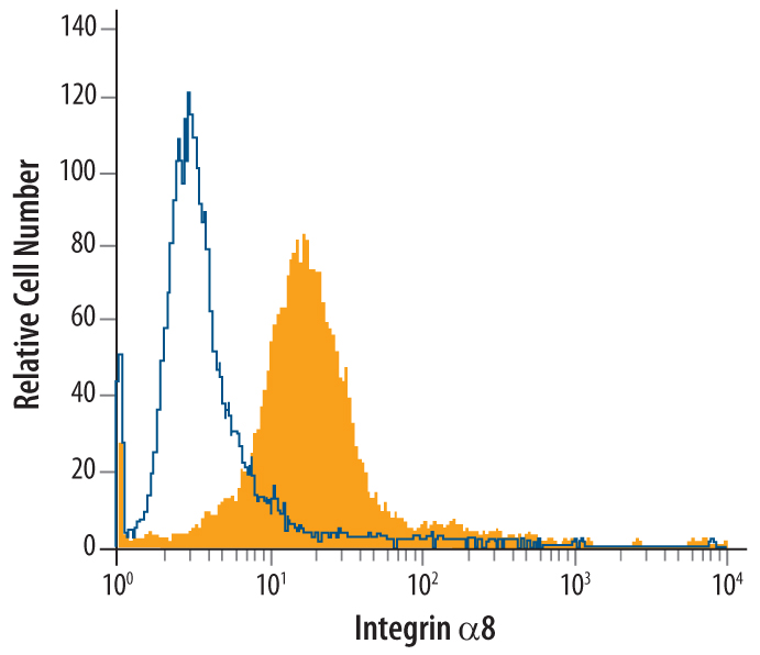 H4 human neuroglioma cell line was stained with Mouse Anti-Human Integrin alpha 8 Monoclonal Antibody (Catalog # MAB6194, filled histogram) or isotype control antibody (Catalog # MAB0041, open histogram), followed by Phycoerythrin-conjugated Anti-Mouse IgG Secondary Antibody (Catalog # F0102B).