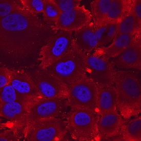 Integrin alpha 8 was detected in immersion fixed H4 human neuroglioma cell line using Mouse Anti-Human Integrin alpha 8 Monoclonal Antibody (Catalog # MAB6194) at 10 µg/mL for 3 hours at room temperature. Cells were stained using the NorthernLights™ 557-conjugated Anti-Mouse IgG Secondary Antibody (red; Catalog # NL007) and counterstained with DAPI (blue). Specific staining was localized to cell surfaces and cytoplasm. View our protocol for Fluorescent ICC Staining of Cells on Coverslips.
