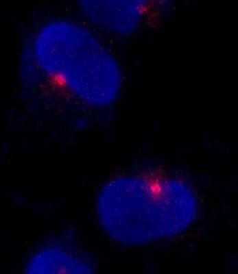 Immunocytochemistry/Immunofluorescence: CEP290 Antibody [NB100-86991] - NBF-fixed asynchronous HeLa cells. Antibody used at a dilution of 1:500.