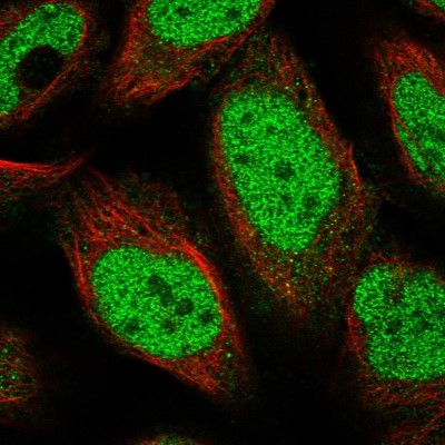 Immunocytochemistry/Immunofluorescence: POLR3A Antibody [NBP1-83204] - Immunofluorescent staining of human cell line U-2 OS shows localization to nucleoplasm.