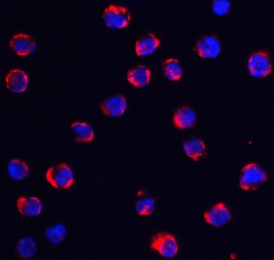 Immunocytochemistry/Immunofluorescence: TRPC6 Antibody [NBP1-77261] - Staining of TRPC6 in K562 cells with TRPC6 antibody at 5 ug/ml.