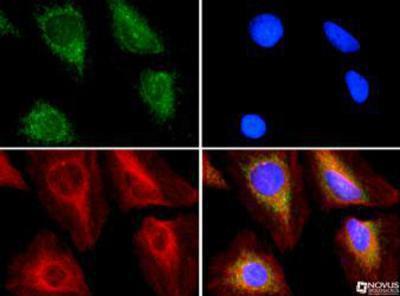 Immunocytochemistry/Immunofluorescence: ABCE1 Antibody [NB400-116] - ABCE1 antibody was tested in HeLa cells with Dylight 488 (green). Nuclei and alpha-tubulin were counterstained with DAPI (blue) and Dylight 550 (red).