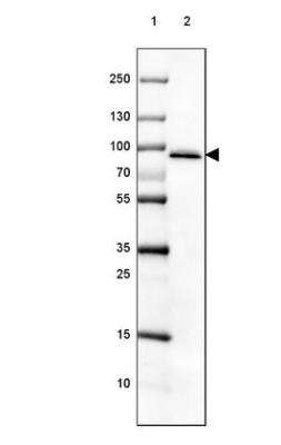 Western Blot: HIV TAT specific factor 1 Antibody [NBP1-86966] - Lane 1: Marker  [kDa] 250, 130, 100, 70, 55, 35, 25, 15, 10.  Lane 2: Human Adrenal Gland tissue.