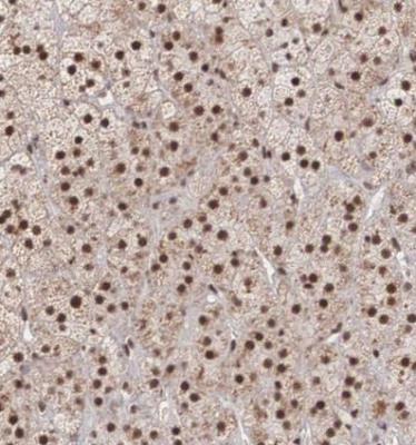 Immunohistochemistry-Paraffin: HIV TAT specific factor 1 Antibody [NBP1-86966] - Staining of human adrenal gland shows strong nuclear positivity in glandular cells.