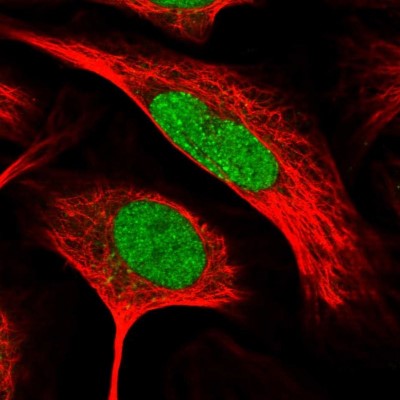 Immunocytochemistry/Immunofluorescence: RFC2 Antibody [NBP1-89341] - Immunofluorescent staining of human cell line U-2 OS shows localization to nucleoplasm.