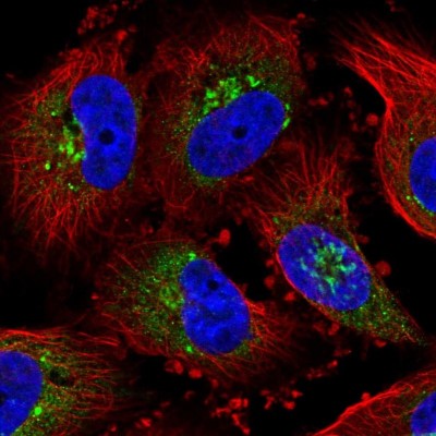 Immunocytochemistry/Immunofluorescence: Golgi Glycoprotein 1/GLG1 Antibody [NBP1-90636] - Immunofluorescent staining of human cell line U-251 MG shows localization to the Golgi apparatus.