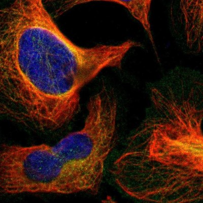 Immunocytochemistry/Immunofluorescence: RELL1 Antibody [NBP1-90886] - Immunofluorescent staining of human cell line U-2 OS shows localization to plasma membrane & microtubules.