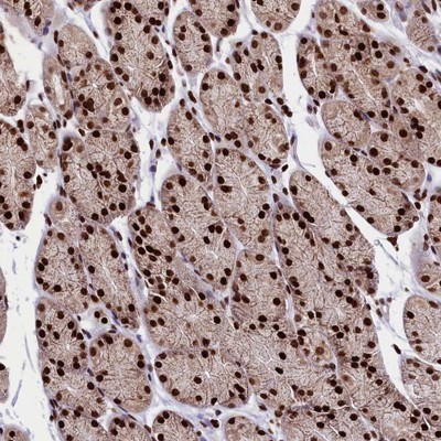 Immunohistochemistry-Paraffin: C19orf52 Antibody [NBP1-94151] - Staining of human stomach, lower shows strong nuclear positivity in glandular cells.