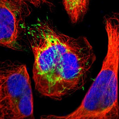 Immunocytochemistry/Immunofluorescence: ATPB Antibody [NBP1-90815] - Immunofluorescent staining of human cell line U-2 OS shows localization to mitochondria.