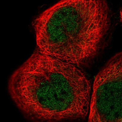 Immunocytochemistry/Immunofluorescence: PPIL3 Antibody [NBP2-13794] - Immunofluorescent staining of human cell line A-431 shows localization to nucleoplasm.